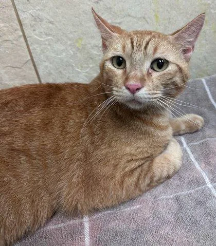An adult small-sized male Domestic Short Hair cat named Butternut Squash Ravioli for adoption in Honolulu, HI