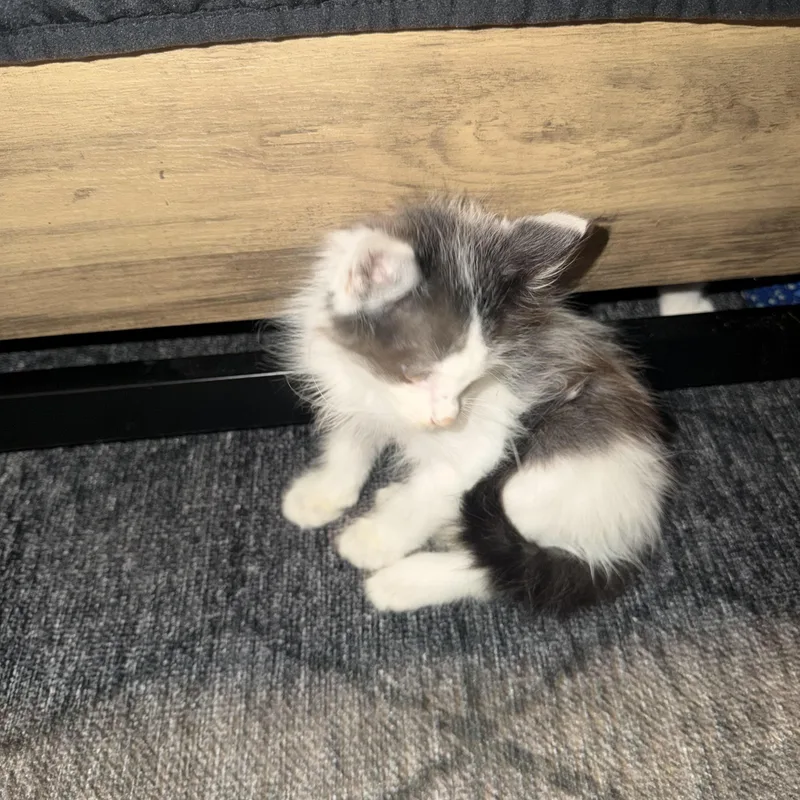 A baby medium-sized female Domestic Long Hair cat named Azalea for adoption in Charlotte, NC