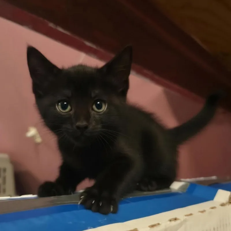 A baby medium-sized male Black Domestic Short Hair cat named Jacko for adoption in Warr Acres, OK