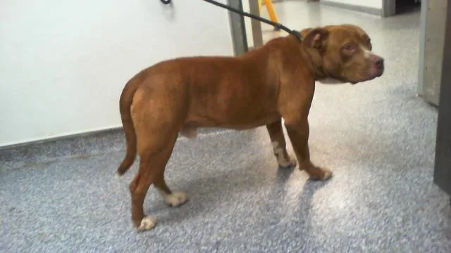 A young large-sized male Pit Bull Terrier dog named A for adoption in Charlotte, NC