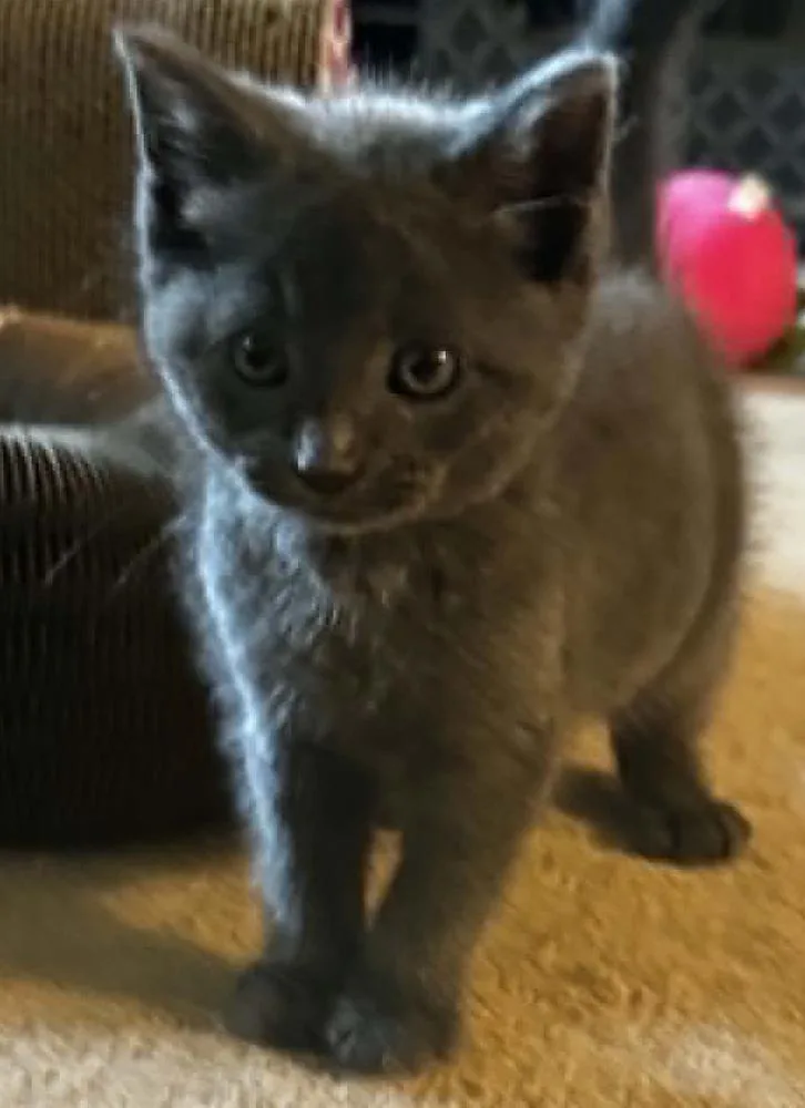A baby small-sized female Gray / Blue / Silver Domestic Medium Hair cat named Winn Dixie for adoption in WARNER ROBINS, GA