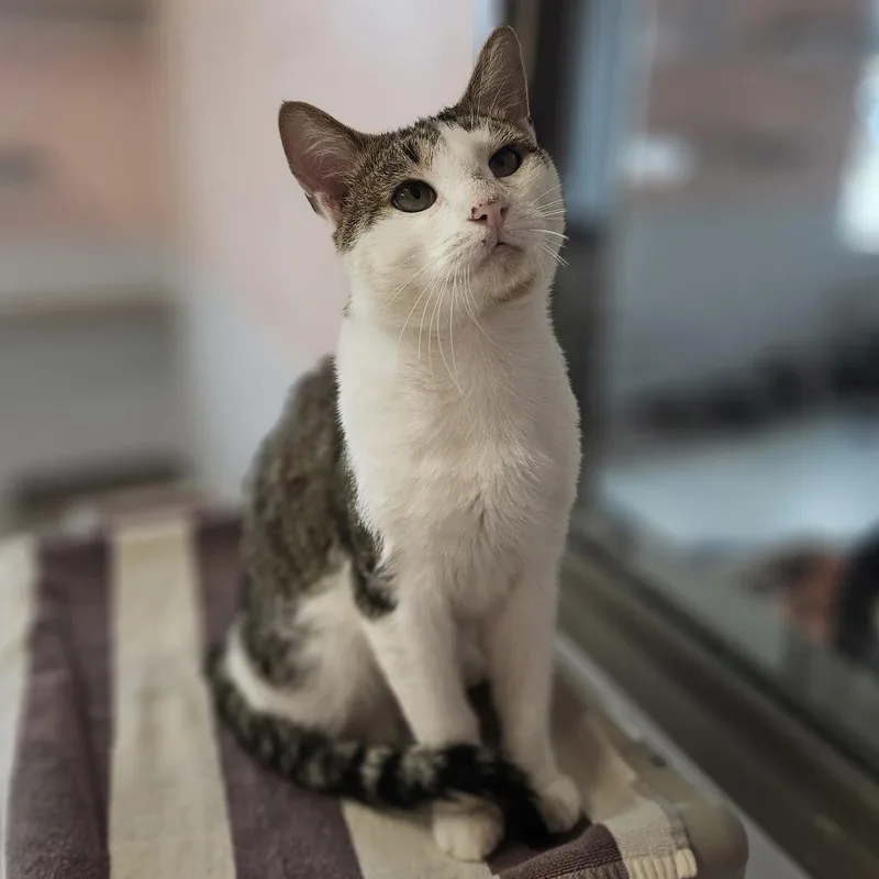 An adult medium-sized male Brown / Chocolate Domestic Short Hair cat named Tom Yum for adoption in Binghamton, NY