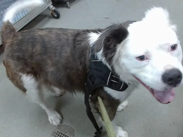 An adult extra large-sized male American Bulldog dog named Fozzie Bear for adoption in Salinas, CA