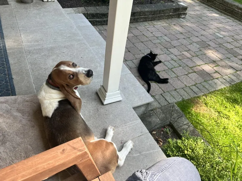 An adult medium-sized male Basset Hound dog named Boswell for adoption in Brewster , NY
