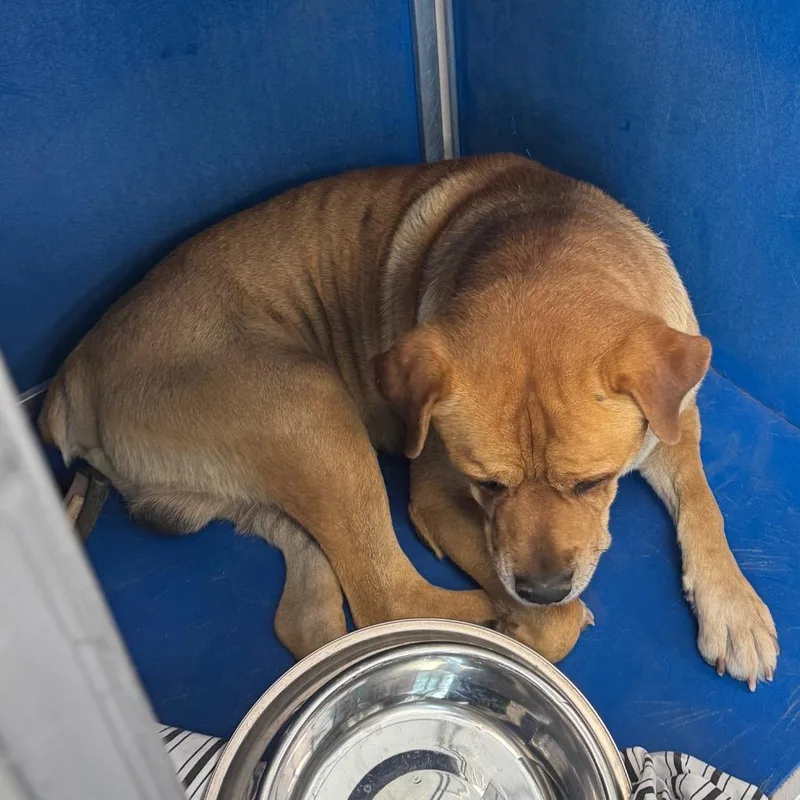 An adult medium-sized male Yellow / Tan / Blond / Fawn Mixed Breed dog named Charlie for adoption in Las Cruces, NM