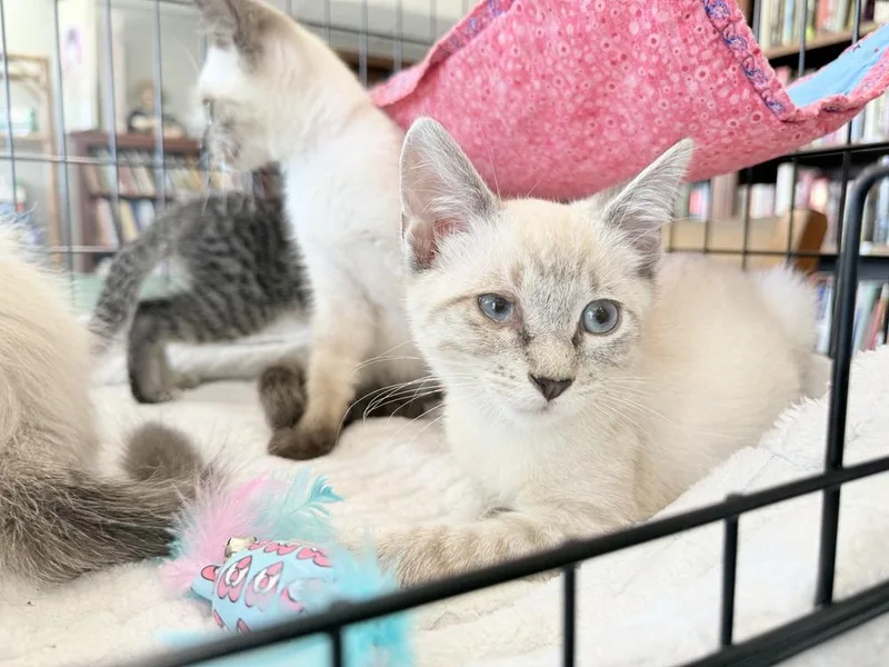 A baby small-sized male Siamese cat named Sheldon for adoption in Saint Augustine, FL