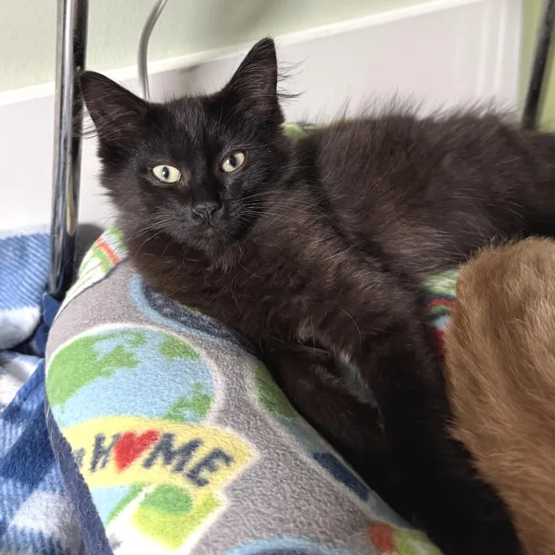 A baby small-sized male Domestic Medium Hair cat named Gomez for adoption in Goshen, IN