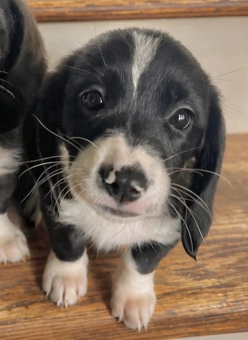 Daisy thumbnail 2