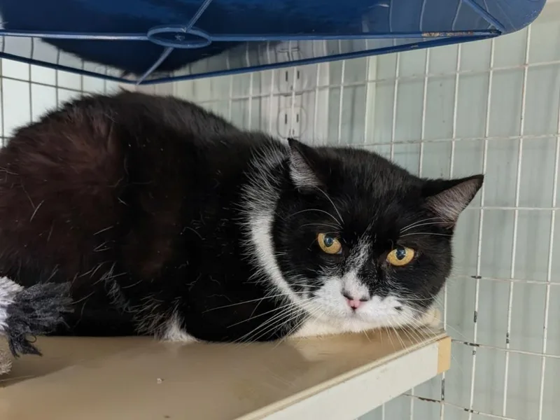 An adult medium-sized male Domestic Short Hair cat named Jerry for adoption in Kingsland, GA
