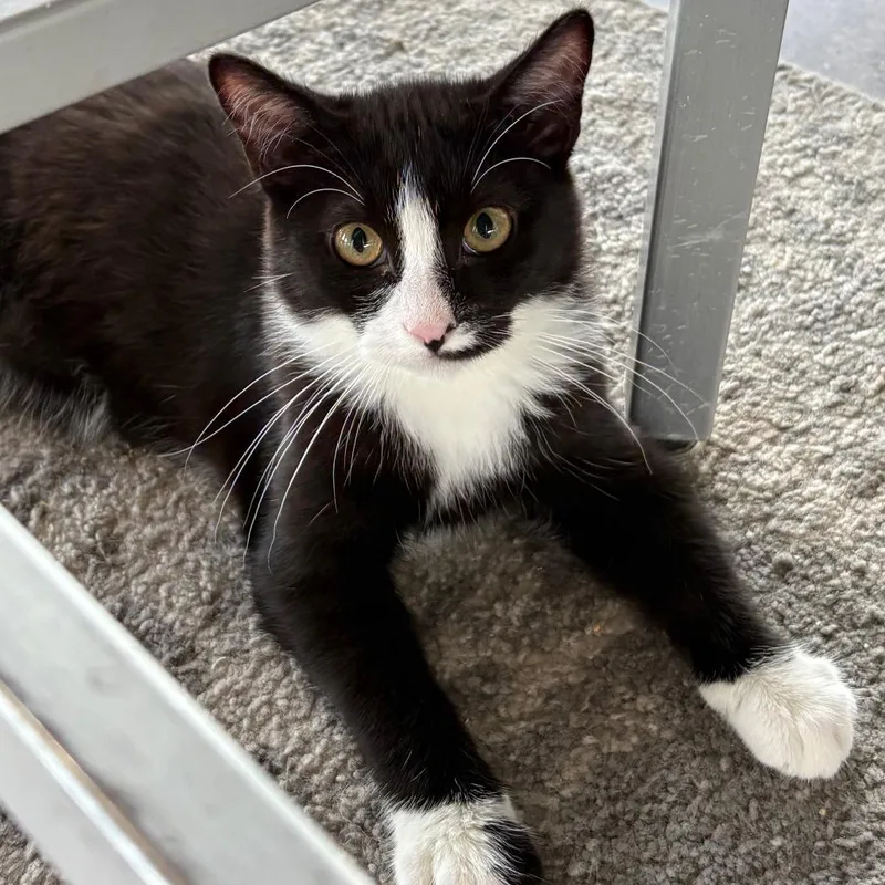 A baby small-sized male Black Domestic Short Hair cat named Tuxedo for adoption in Leander, TX