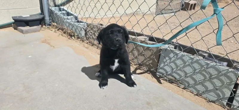A baby medium-sized female Labrador Retriever dog named Keira for adoption in California City, CA