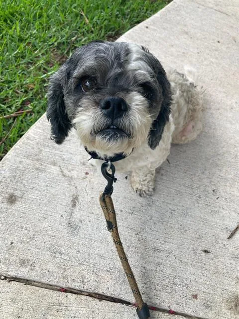 An adult small-sized male Shih Tzu dog named Rolo for adoption in Dallas, TX