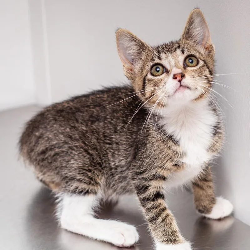 A baby small-sized male Brown / Chocolate Domestic Short Hair cat named Bruce for adoption in Hattiesburg, MS