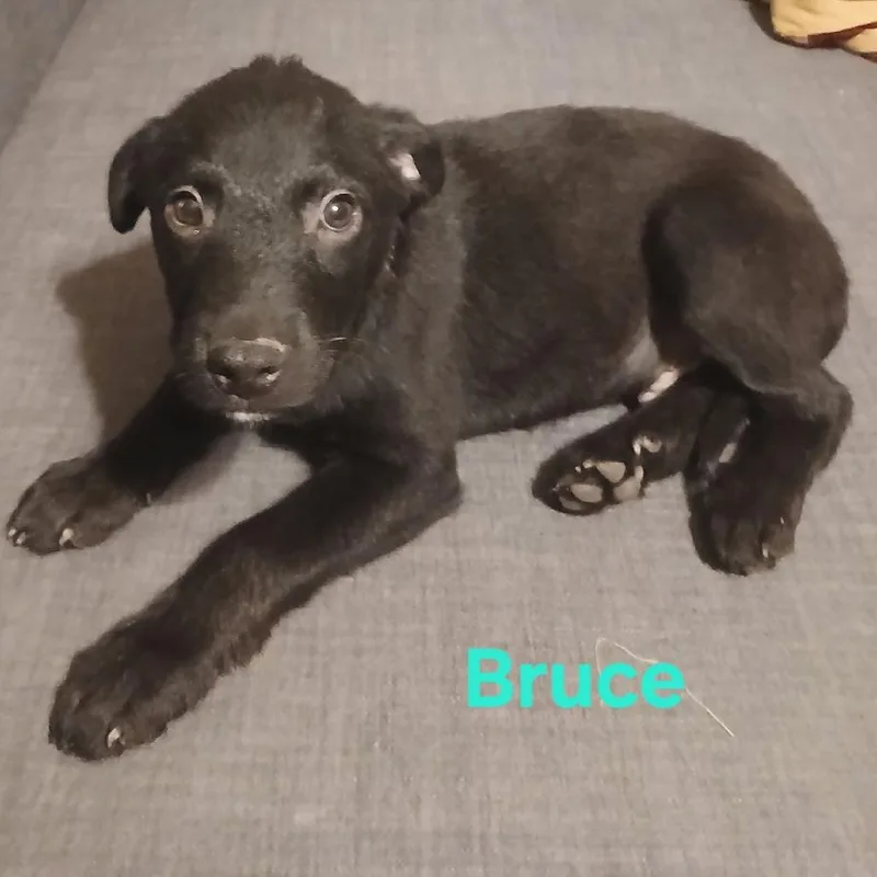 A baby medium-sized male Black Labrador Retriever dog named Bruce for adoption in Floresville, TX