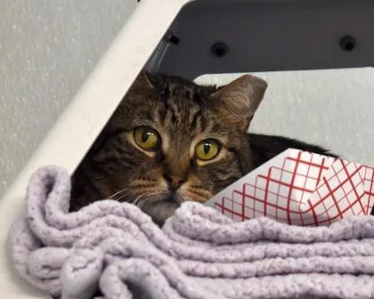 An adult small-sized male Domestic Short Hair cat named Sebastian for adoption in West Seneca, NY