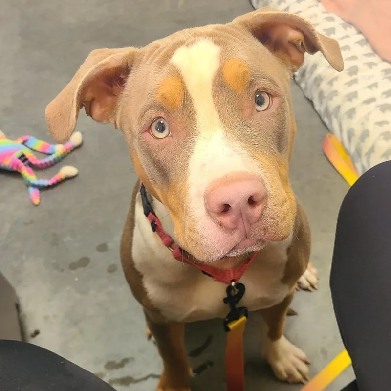 A young medium-sized female Yellow / Tan / Blond / Fawn Mixed Breed dog named Roxie for adoption in Pittsburgh, PA