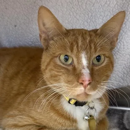 An adult medium-sized male Tabby (Orange / Red) Domestic Short Hair cat named Stewart for adoption in Lansing, MI