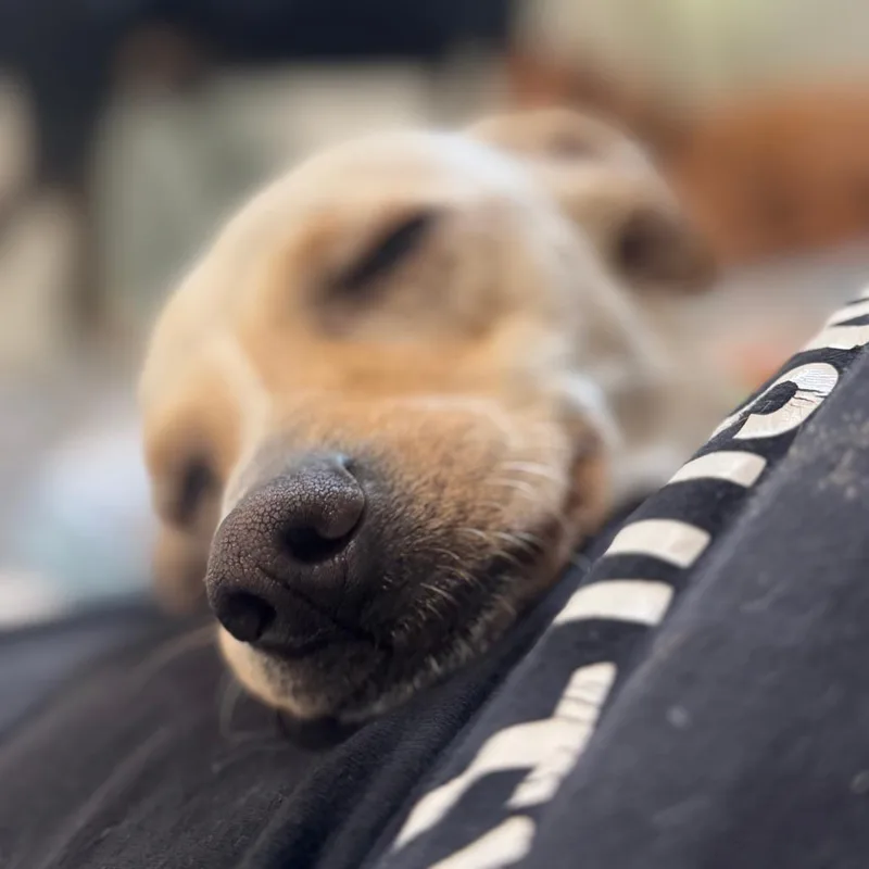 Nala thumbnail 4