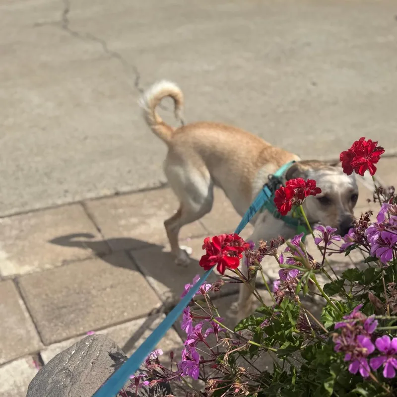 Nala thumbnail 5
