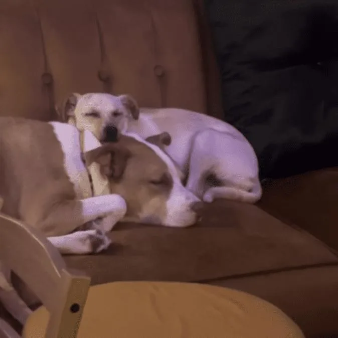 Nala thumbnail 6