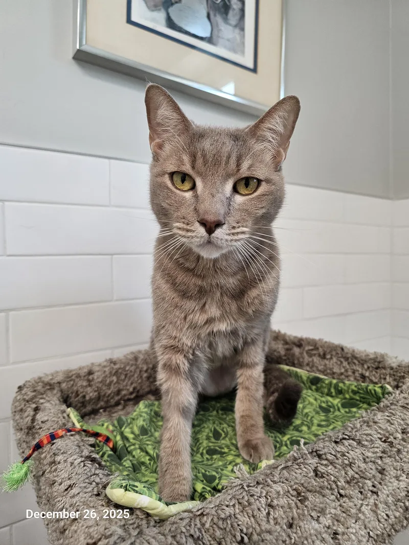 Honey Boo thumbnail 2