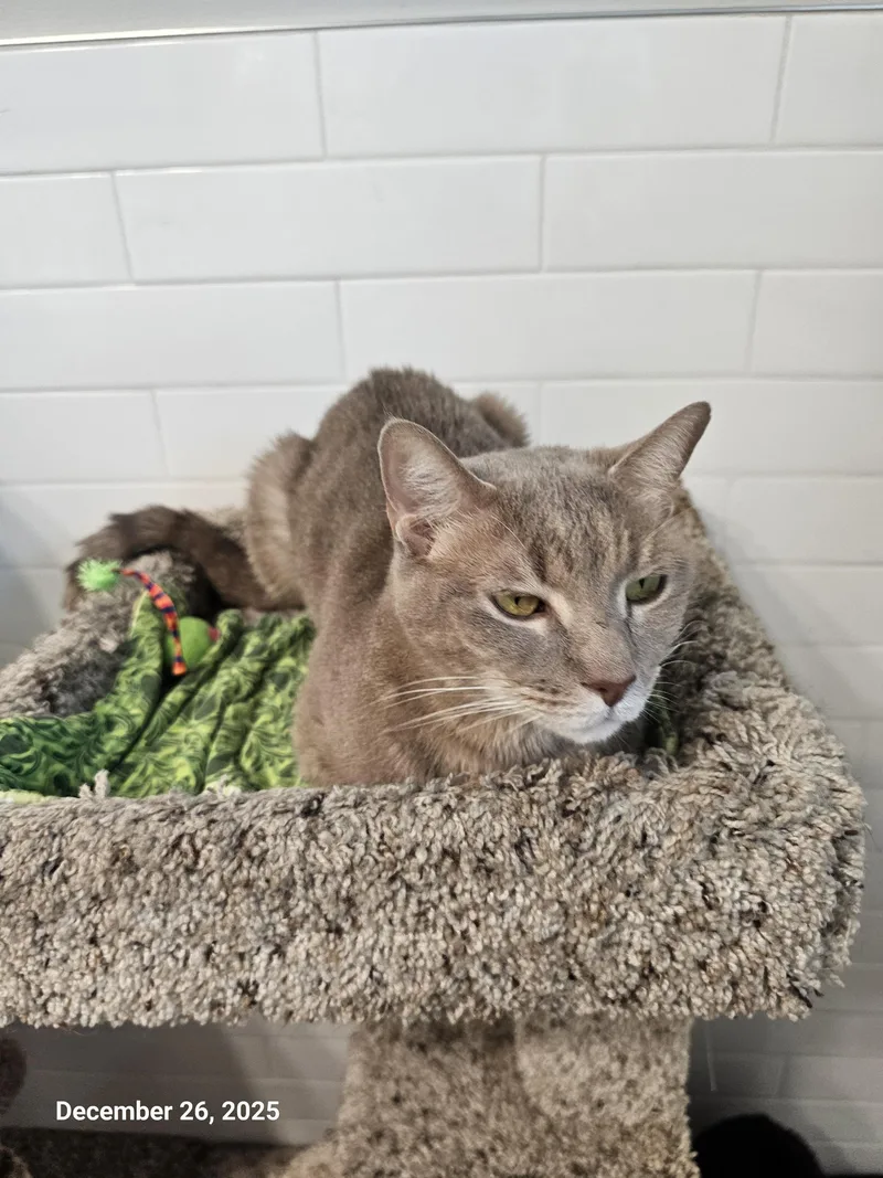 Honey Boo thumbnail 3