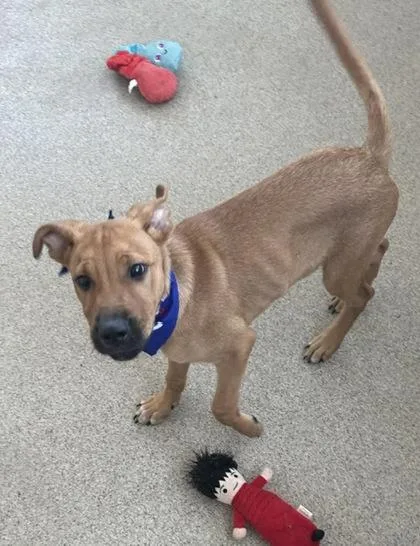 An adult small-sized male Black Mouth Cur dog named Sonny for adoption in Mansfield, TX