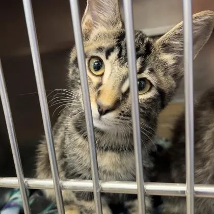 A baby medium-sized male Domestic Short Hair cat named Adam for adoption in Rapid City, SD