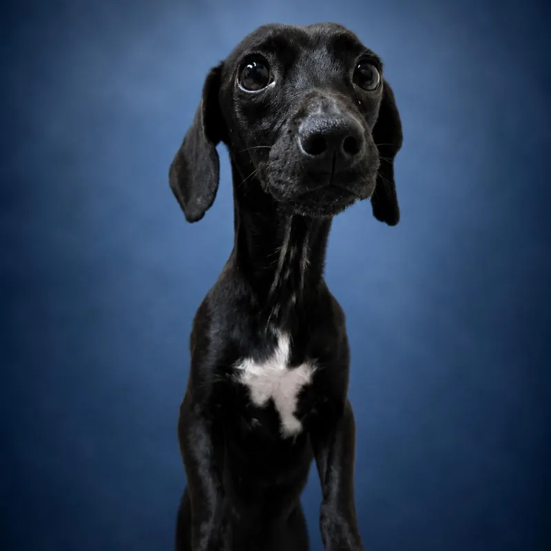 A young small-sized female Black Miniature Dachshund dog named Ursula for adoption in Newport, TN