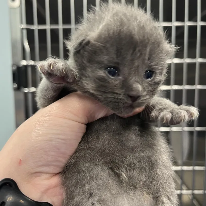 A baby small-sized male Smoke Domestic Short Hair cat named Cogsworth for adoption in Greensboro, NC