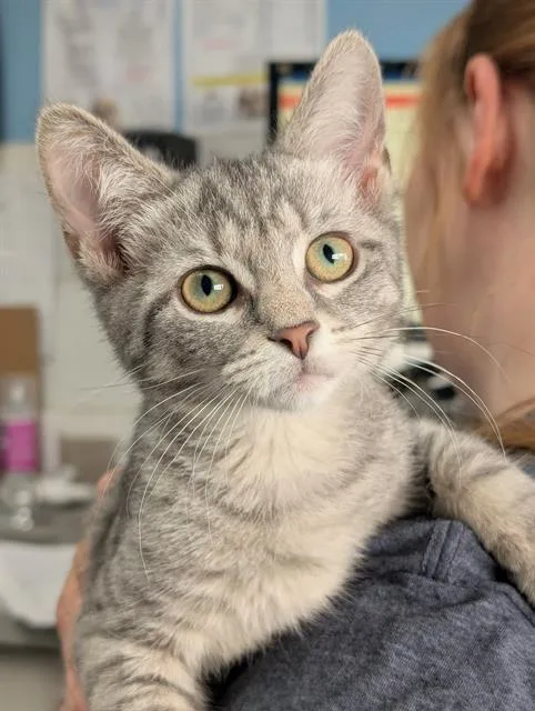 A baby small-sized female Domestic Short Hair cat named Sally for adoption in Canfield, OH