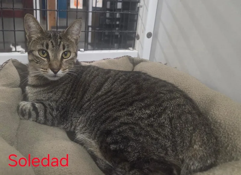 A young medium-sized female Tabby (Gray / Blue / Silver) Tabby cat named Soledad for adoption in Las Cruces, NM