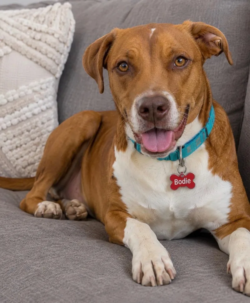 A baby medium-sized female Golden Boxer dog named Bodie Girl for adoption in Houston, TX