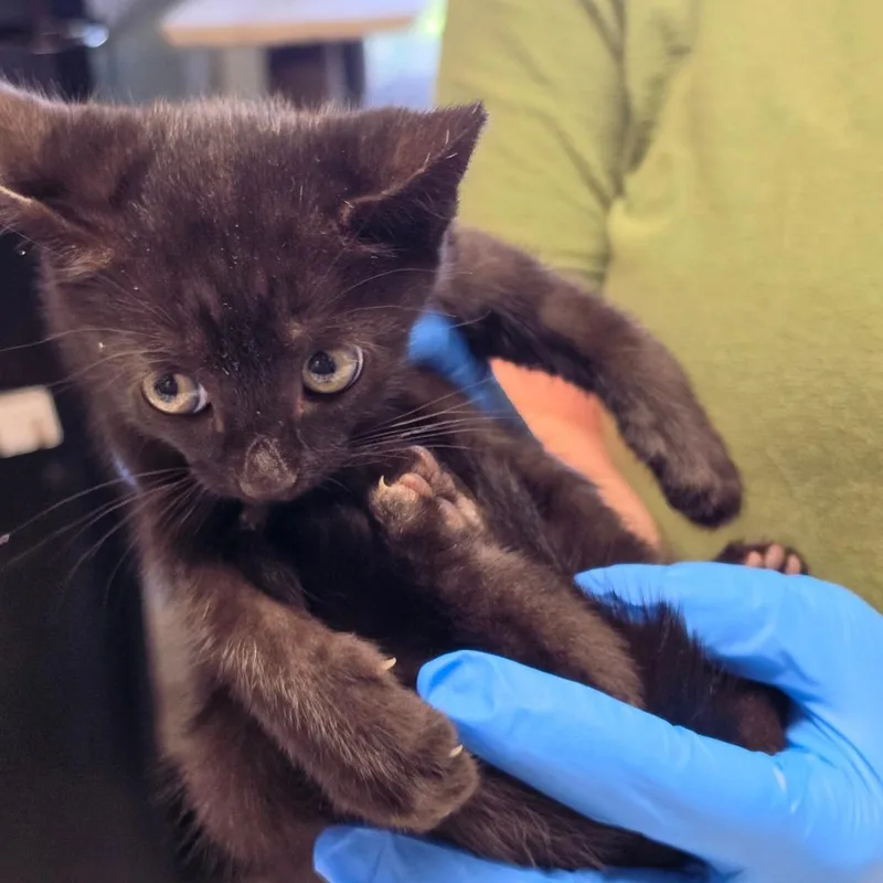 A baby small-sized female Black Domestic Short Hair cat named TRUStray for adoption in Mount Juliet, TN