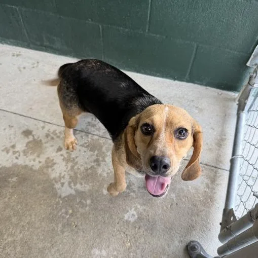 An adult medium-sized female Black Beagle dog named Princess Glitter Sparkles for adoption in Carencro, LA