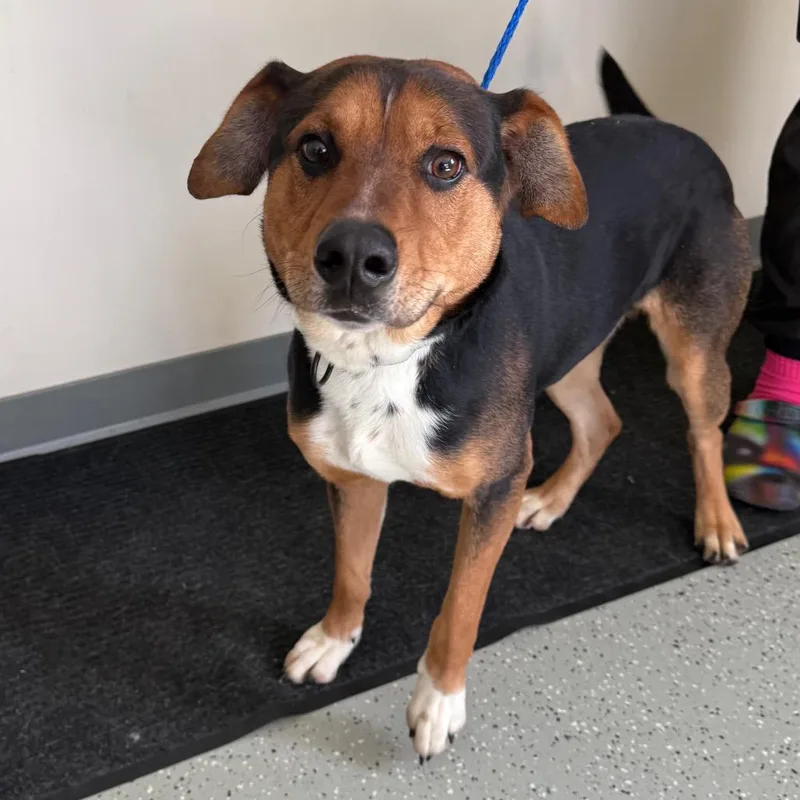 An adult large-sized male Hound dog named Spud for adoption in Galax, VA