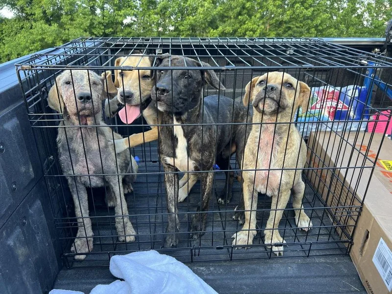 Butterfly thumbnail 2