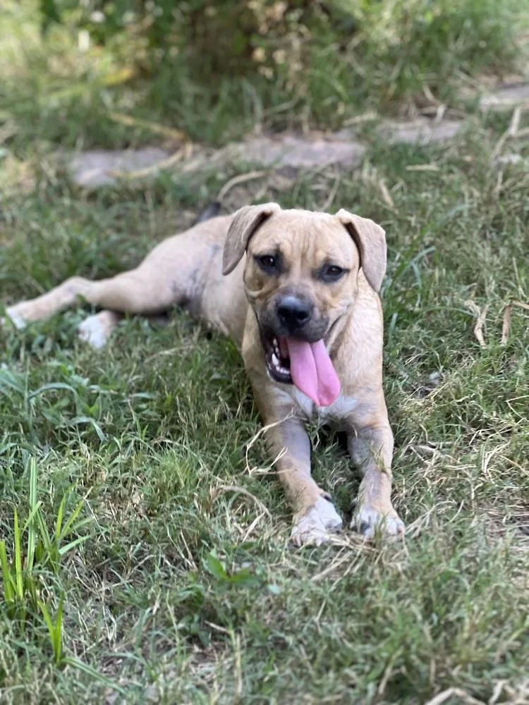 Butterfly thumbnail 3