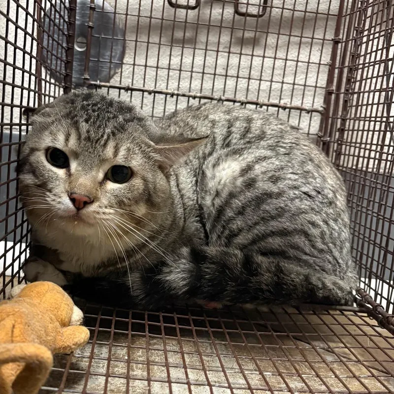 A senior large-sized male Gray / Blue / Silver Domestic Short Hair cat named Bentley for adoption in Yuma, AZ