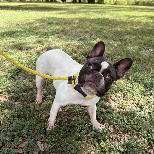 A baby small-sized female White / Cream French Bulldog dog named Rhinoplasty for adoption in Carencro, LA