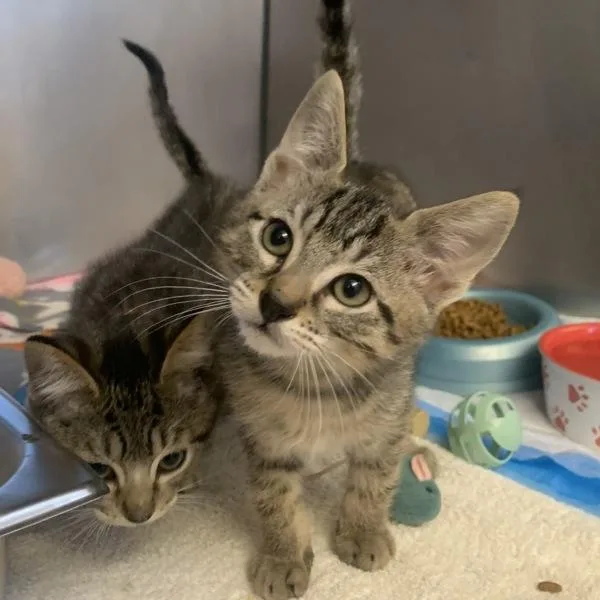 A baby small-sized male Domestic Short Hair cat named Pitaya for adoption in Dublin, CA
