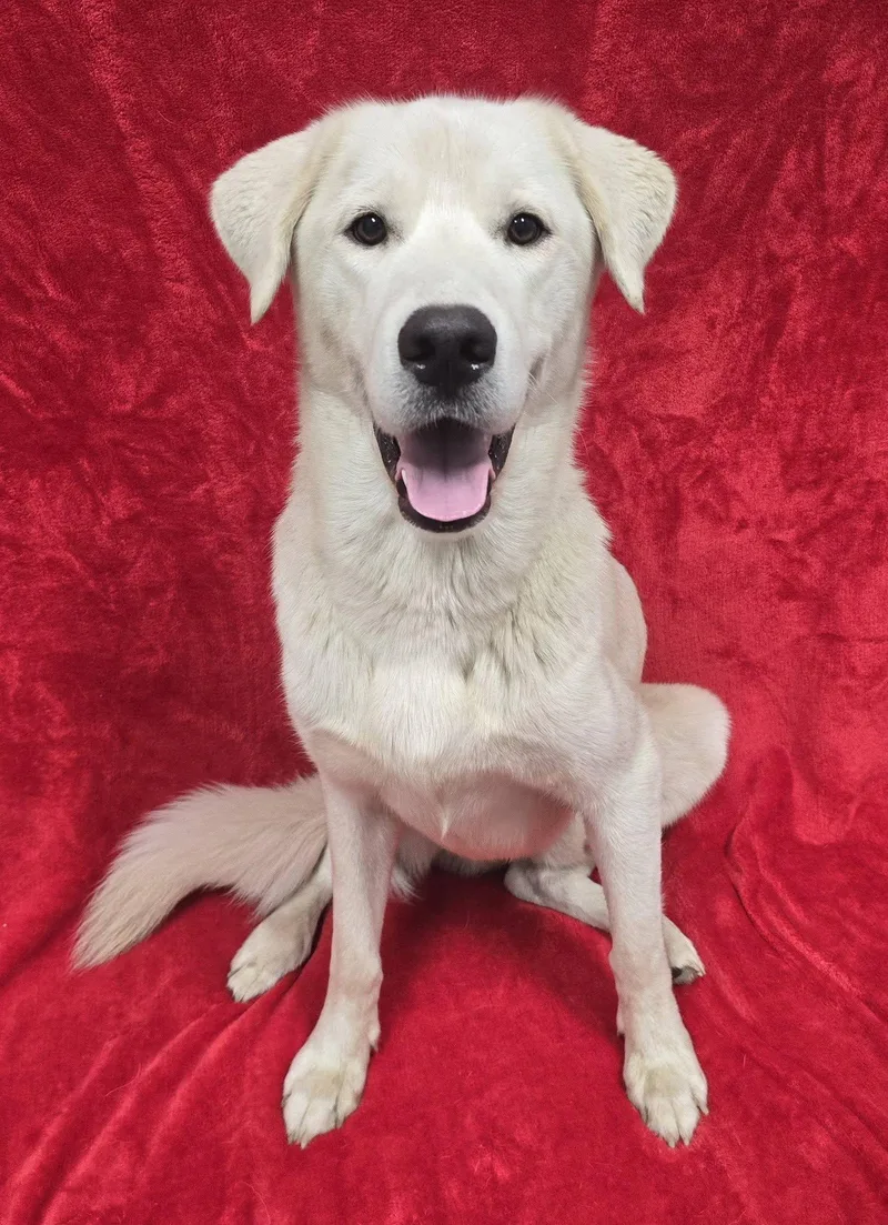 An adult medium-sized male Labrador Retriever dog named Axle for adoption in Frankfort, IN