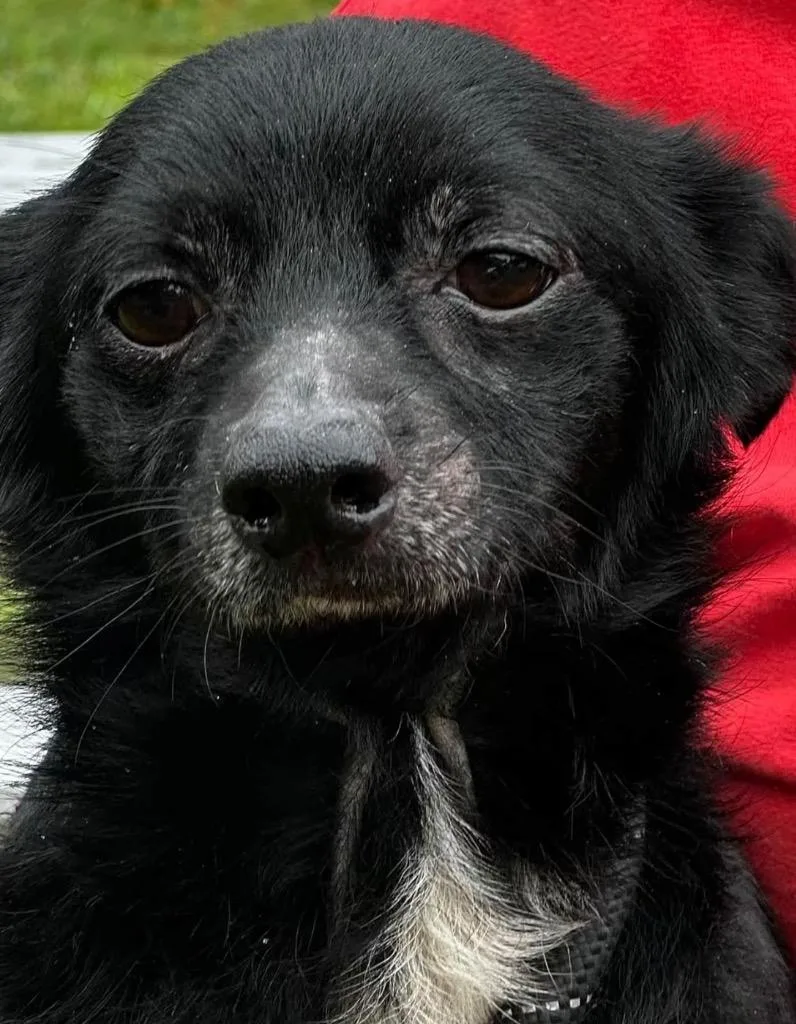 An adult small-sized male Chihuahua dog named Rowdy for adoption in Elizabethton, TN