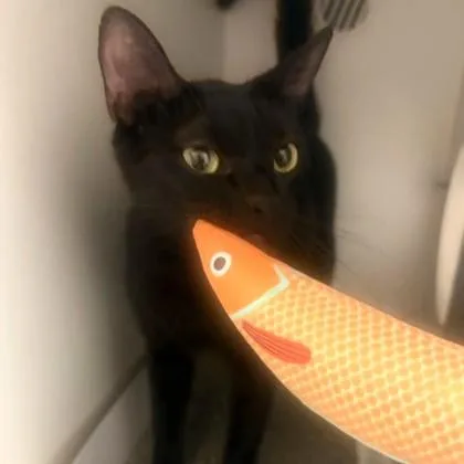 A young medium-sized female Black Domestic Short Hair cat named Snap for adoption in Phoenixville, PA