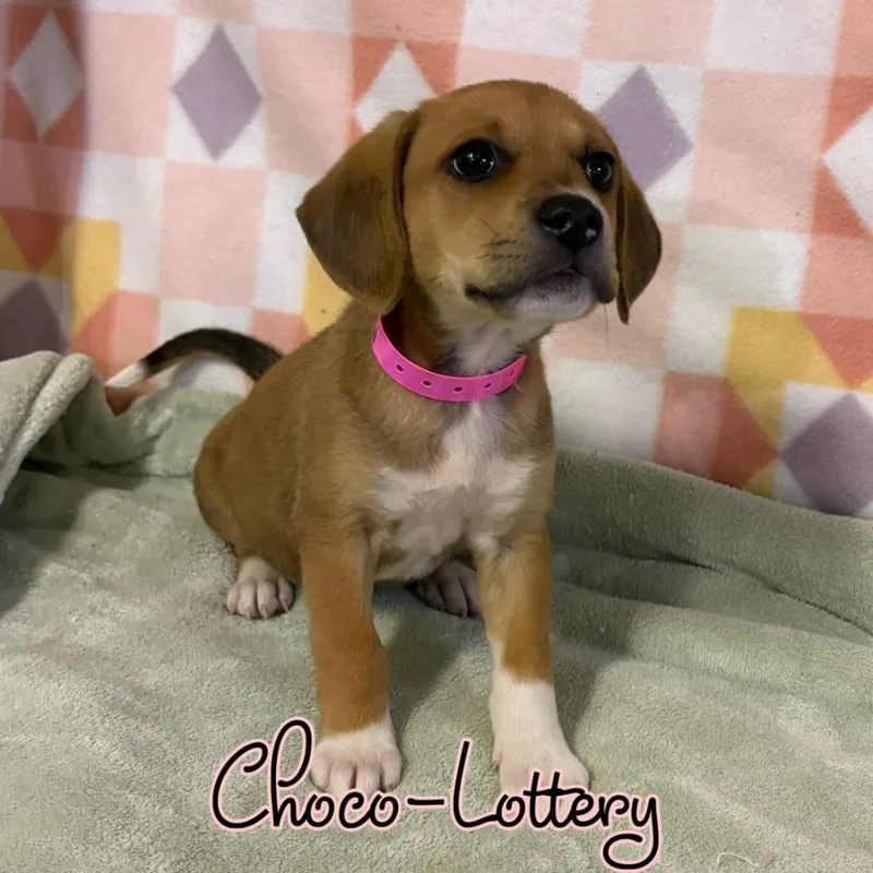 Chocolottery