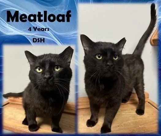 An adult medium-sized male Black Domestic Short Hair cat named Meatloaf for adoption in Franklin, IN