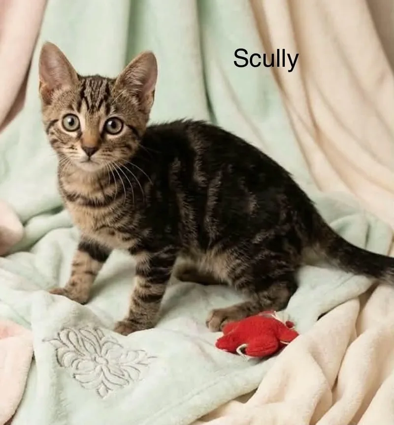 A baby medium-sized male Tabby (Brown / Chocolate) Tabby cat named Scully for adoption in Wyandotte, MI