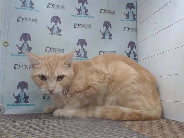 A young small-sized male Domestic Short Hair cat named Rouser Mouser for adoption in Orlando, FL