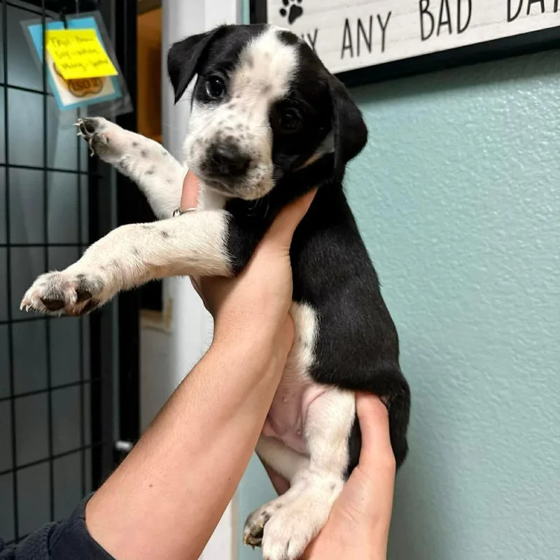A baby medium-sized male Black Mixed Breed dog named Pinto for adoption in Bend, OR