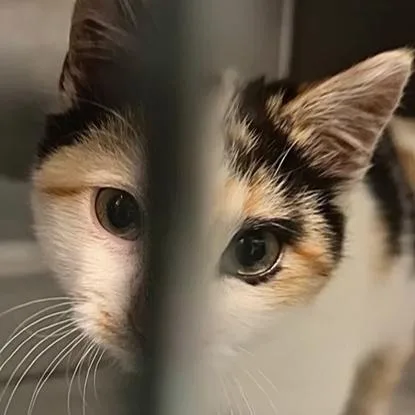 A baby small-sized female Calico Domestic Short Hair cat named Citrus for adoption in Manheim, PA